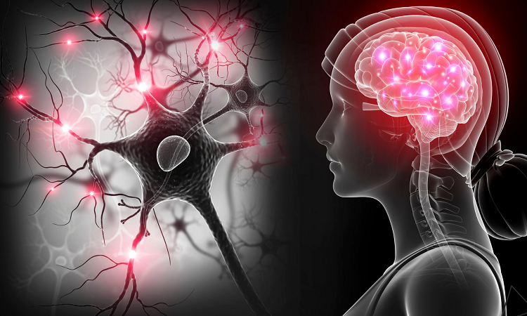 بررسی تاثیر داروی وارفارین