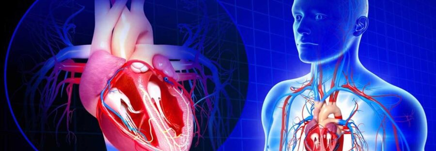 تفاوت دریچه قلبی فلزی و بیولوژیک